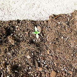 Survivor Seedling