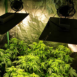 Old 4X4 Tent With New Spider Farmer SF2000 Lights