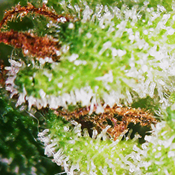 Younger bud from the same plant